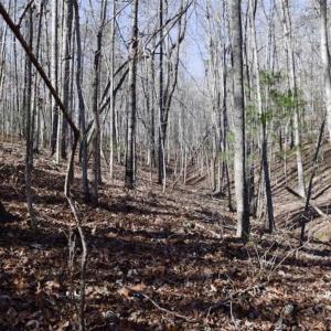 Photo of 48.679 Acres of Hunting / Recreation Land For Sale in Amherst County VA!