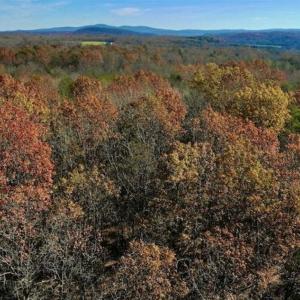 Photo of 48.679 Acres of Hunting / Recreation Land For Sale in Amherst County VA!