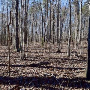 Photo of 48.679 Acres of Hunting / Recreation Land For Sale in Amherst County VA!