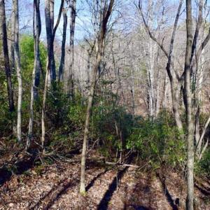 Photo of 48.679 Acres of Hunting / Recreation Land For Sale in Amherst County VA!