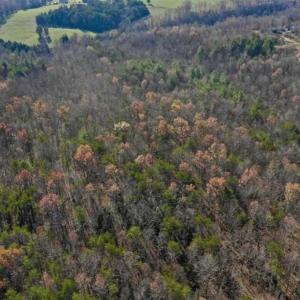 Photo of 48.679 Acres of Hunting / Recreation Land For Sale in Amherst County VA!