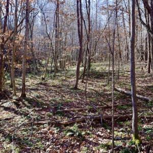 Photo of 48.679 Acres of Hunting / Recreation Land For Sale in Amherst County VA!