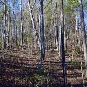 Photo of 48.679 Acres of Hunting / Recreation Land For Sale in Amherst County VA!