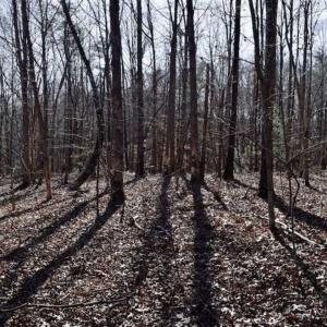 Photo of 48.679 Acres of Hunting / Recreation Land For Sale in Amherst County VA!