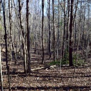 Photo of 48.679 Acres of Hunting / Recreation Land For Sale in Amherst County VA!