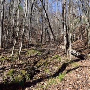 Photo of 48.679 Acres of Hunting / Recreation Land For Sale in Amherst County VA!