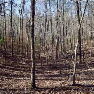 Photo of 48.679 Acres of Hunting / Recreation Land For Sale in Amherst County VA!