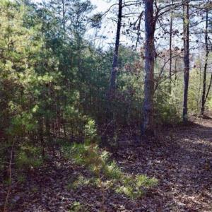 Photo of 48.679 Acres of Hunting / Recreation Land For Sale in Amherst County VA!