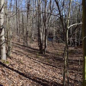Photo of 48.679 Acres of Hunting / Recreation Land For Sale in Amherst County VA!