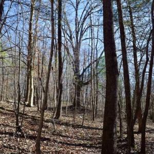 Photo of 48.679 Acres of Hunting / Recreation Land For Sale in Amherst County VA!