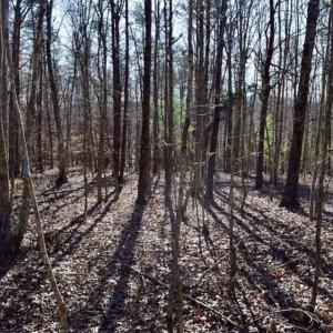 Photo of 48.679 Acres of Hunting / Recreation Land For Sale in Amherst County VA!