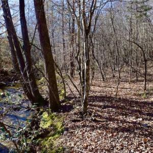 Photo of 48.679 Acres of Hunting / Recreation Land For Sale in Amherst County VA!