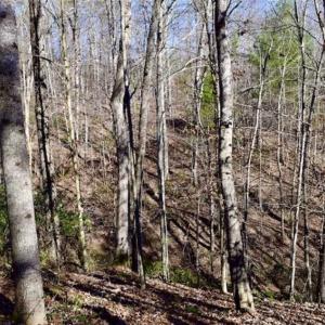 Photo of 48.679 Acres of Hunting / Recreation Land For Sale in Amherst County VA!