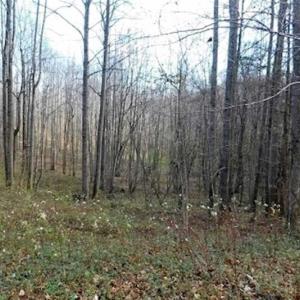 Photo of 19.32 Acres of Residential and Hunting Land For Sale in Bedford County VA!