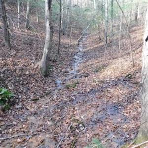 Photo of 19.32 Acres of Residential and Hunting Land For Sale in Bedford County VA!