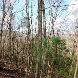 Photo of 19.32 Acres of Residential and Hunting Land For Sale in Bedford County VA!