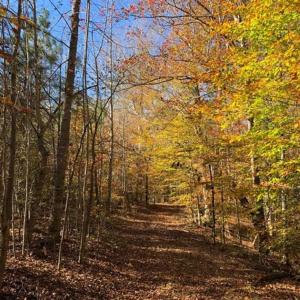 Photo of 302 + / - Acres of Hunting and Timberland for Sale in Sussex County VA!