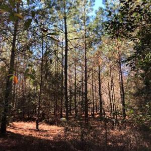 Photo of 302 + / - Acres of Hunting and Timberland for Sale in Sussex County VA!