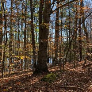 Photo of 302 + / - Acres of Hunting and Timberland for Sale in Sussex County VA!