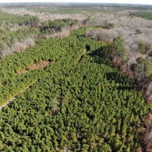 Photo of 302 + / - Acres of Hunting and Timberland for Sale in Sussex County VA!