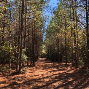 Photo of 302 + / - Acres of Hunting and Timberland for Sale in Sussex County VA!