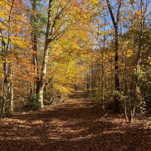 Photo of 302 + / - Acres of Hunting and Timberland for Sale in Sussex County VA!