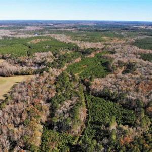 Photo of 302 + / - Acres of Hunting and Timberland for Sale in Sussex County VA!