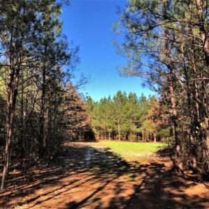 Photo of 302 + / - Acres of Hunting and Timberland for Sale in Sussex County VA!