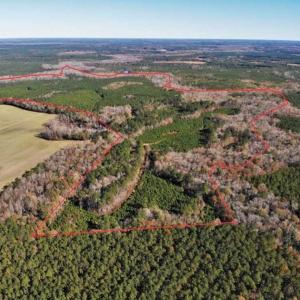 Photo of 302 + / - Acres of Hunting and Timberland for Sale in Sussex County VA!