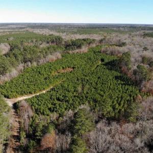 Photo of 302 + / - Acres of Hunting and Timberland for Sale in Sussex County VA!