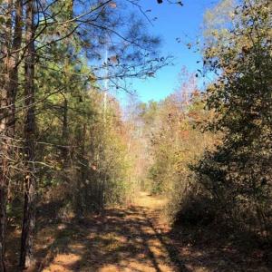 Photo of 302 + / - Acres of Hunting and Timberland for Sale in Sussex County VA!