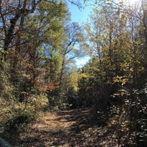 Photo of 302 + / - Acres of Hunting and Timberland for Sale in Sussex County VA!