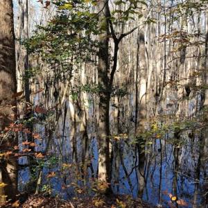 Photo of 302 + / - Acres of Hunting and Timberland for Sale in Sussex County VA!