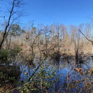 Photo of 302 + / - Acres of Hunting and Timberland for Sale in Sussex County VA!