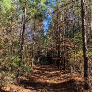 Photo of 302 + / - Acres of Hunting and Timberland for Sale in Sussex County VA!