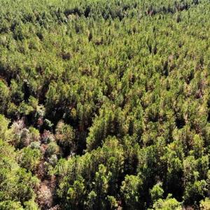 Photo of 302 + / - Acres of Hunting and Timberland for Sale in Sussex County VA!