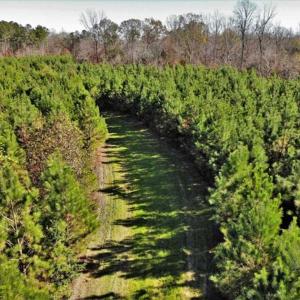 Photo of 302 + / - Acres of Hunting and Timberland for Sale in Sussex County VA!