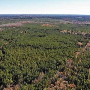 Photo of 302 + / - Acres of Hunting and Timberland for Sale in Sussex County VA!