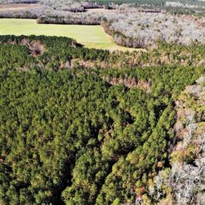 Photo of 302 + / - Acres of Hunting and Timberland for Sale in Sussex County VA!