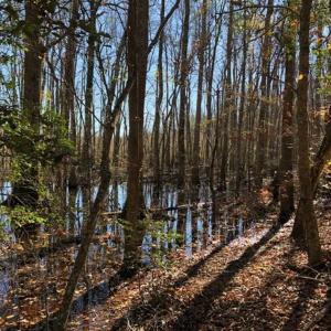 Photo of 302 + / - Acres of Hunting and Timberland for Sale in Sussex County VA!