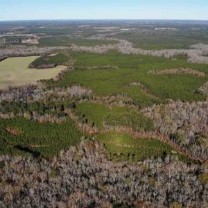 Photo of 302 + / - Acres of Hunting and Timberland for Sale in Sussex County VA!