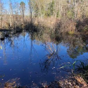 Photo of 302 + / - Acres of Hunting and Timberland for Sale in Sussex County VA!
