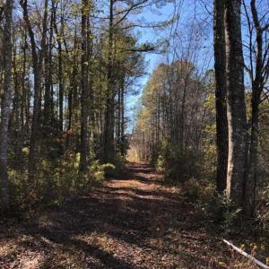 Photo of 302 + / - Acres of Hunting and Timberland for Sale in Sussex County VA!