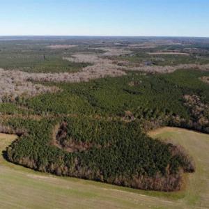 Photo of 302 + / - Acres of Hunting and Timberland for Sale in Sussex County VA!