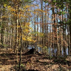Photo of 302 + / - Acres of Hunting and Timberland for Sale in Sussex County VA!
