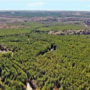 Photo of 302 + / - Acres of Hunting and Timberland for Sale in Sussex County VA!