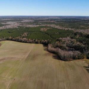 Photo of 302 + / - Acres of Hunting and Timberland for Sale in Sussex County VA!