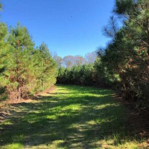 Photo of 302 + / - Acres of Hunting and Timberland for Sale in Sussex County VA!