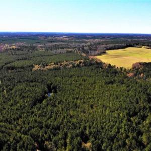 Photo of 302 + / - Acres of Hunting and Timberland for Sale in Sussex County VA!