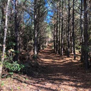 Photo of 302 + / - Acres of Hunting and Timberland for Sale in Sussex County VA!